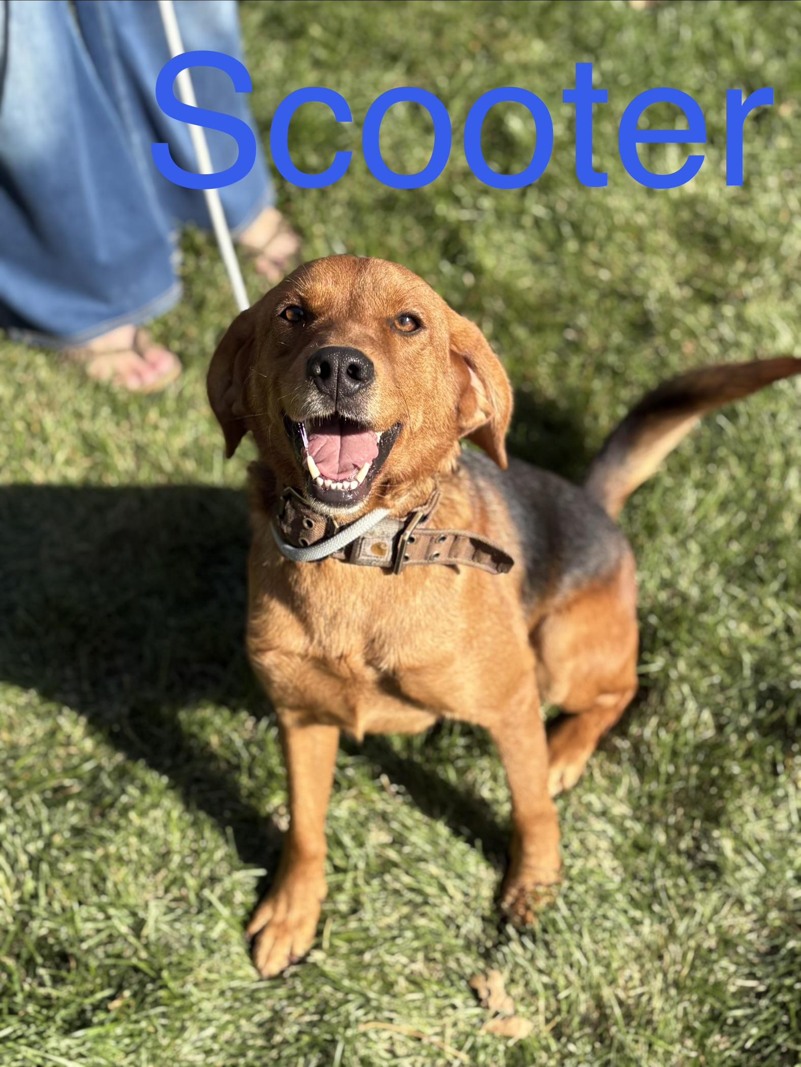 Enlarge Scooter, a Adoptable mixed breed in Zimmerman, MN image 1/1