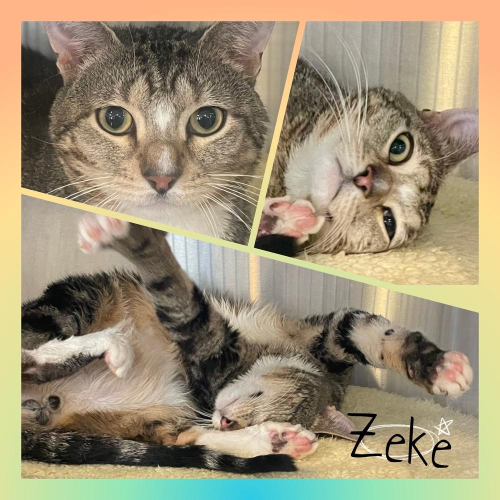 Enlarge ZEKE, a Adoptable mixed breed in Southbury, CT image 1/6