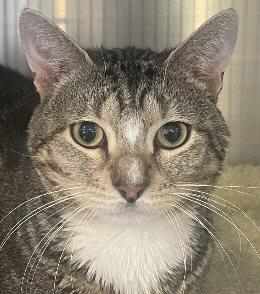 Enlarge ZEKE, a Adoptable mixed breed in Southbury, CT image 2/6