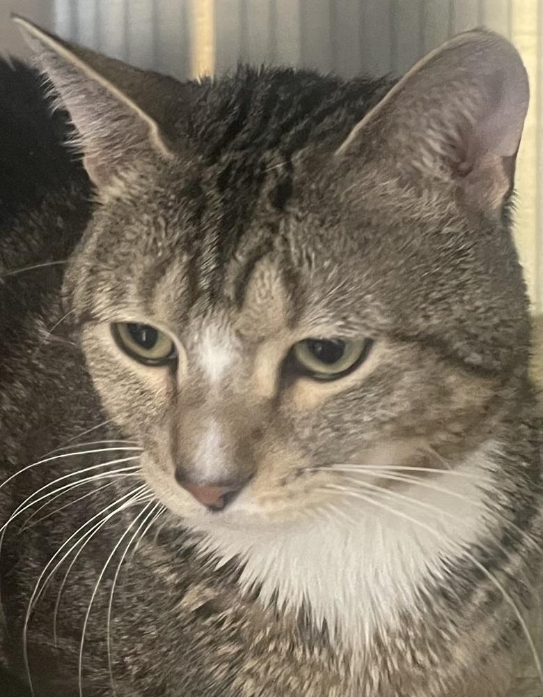 ZEKE, Adoptable, Adult Male Domestic Short Hair.
