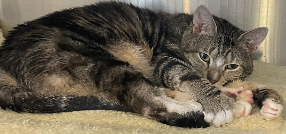 Enlarge ZEKE, a Adoptable mixed breed in Southbury, CT image 4/6