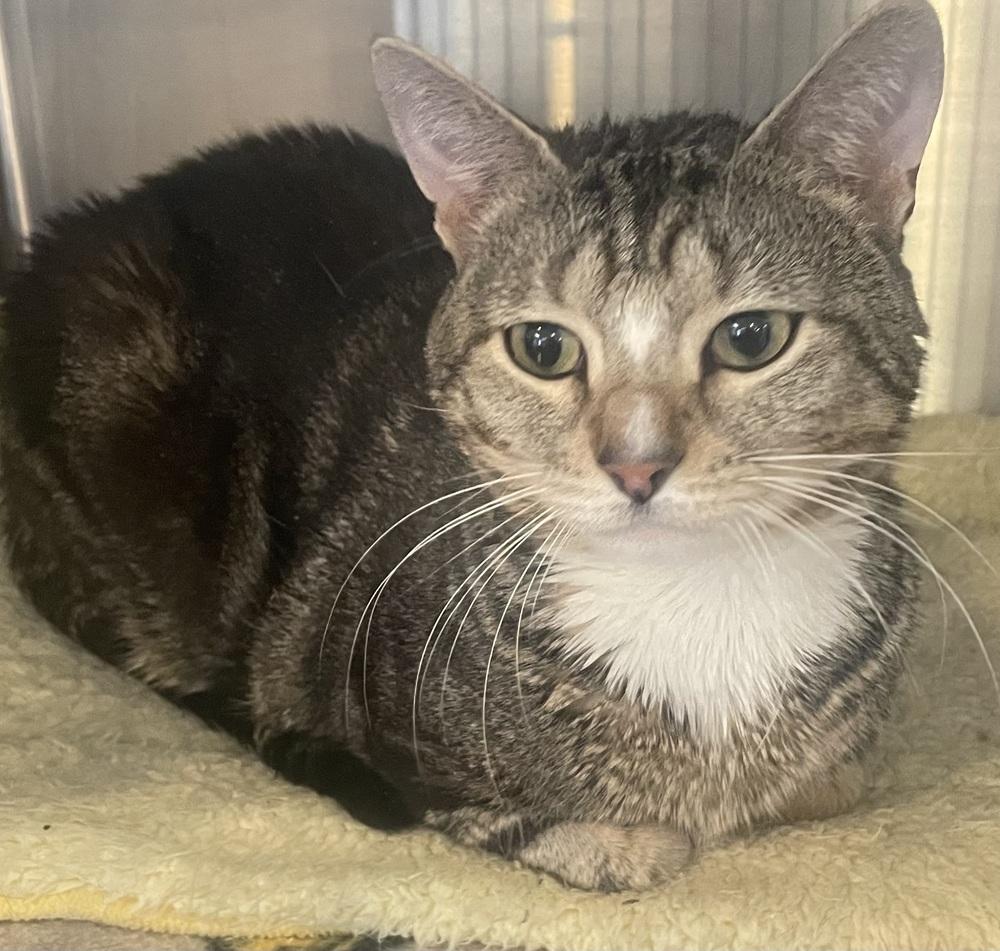 ZEKE, Adoptable, Adult Male Domestic Short Hair.