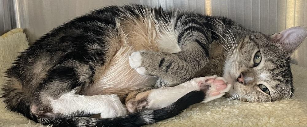 Enlarge ZEKE, a Adoptable mixed breed in Southbury, CT image 6/6