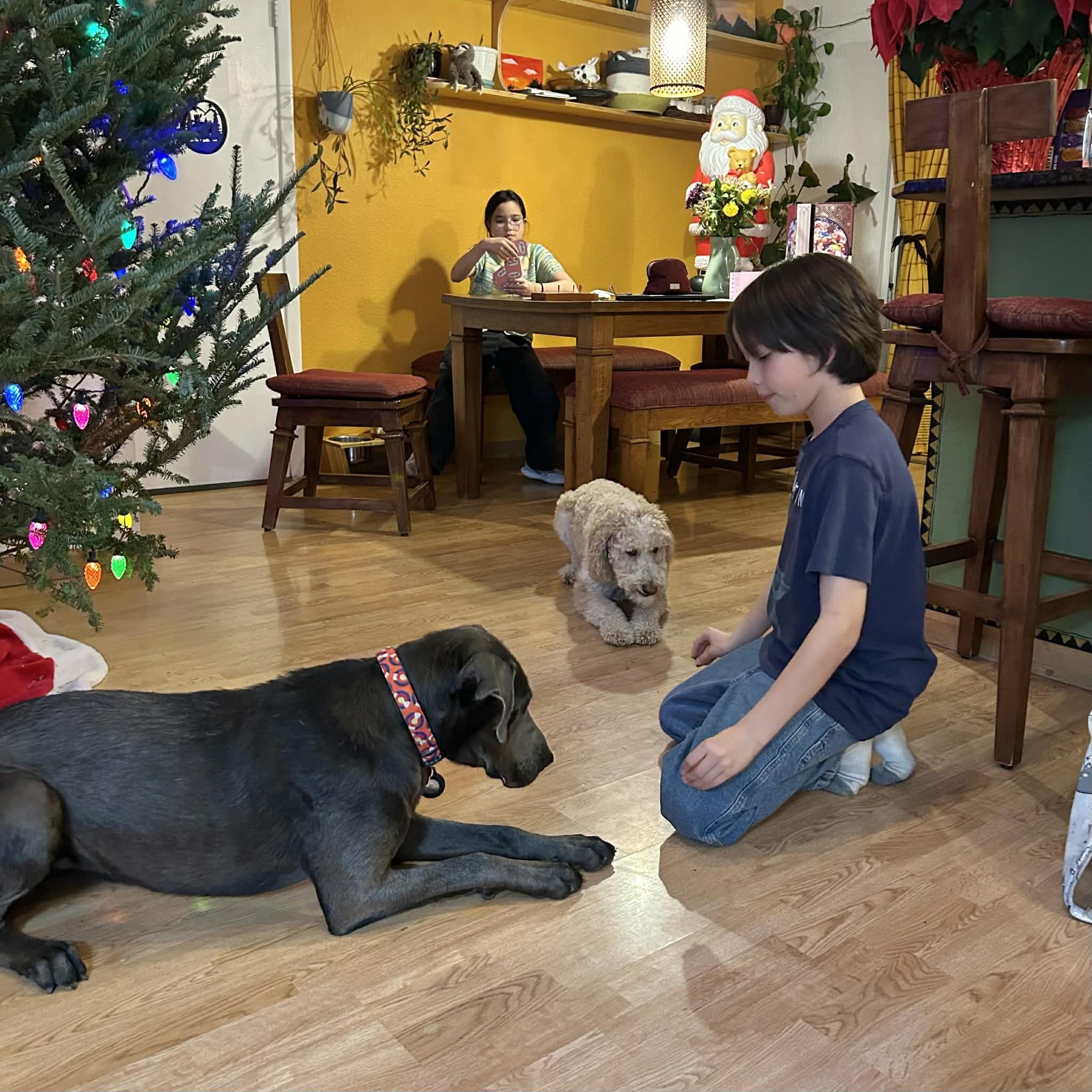 Yuki, a ADOPTABLE mixed breed in Boulder, CO image 3/6