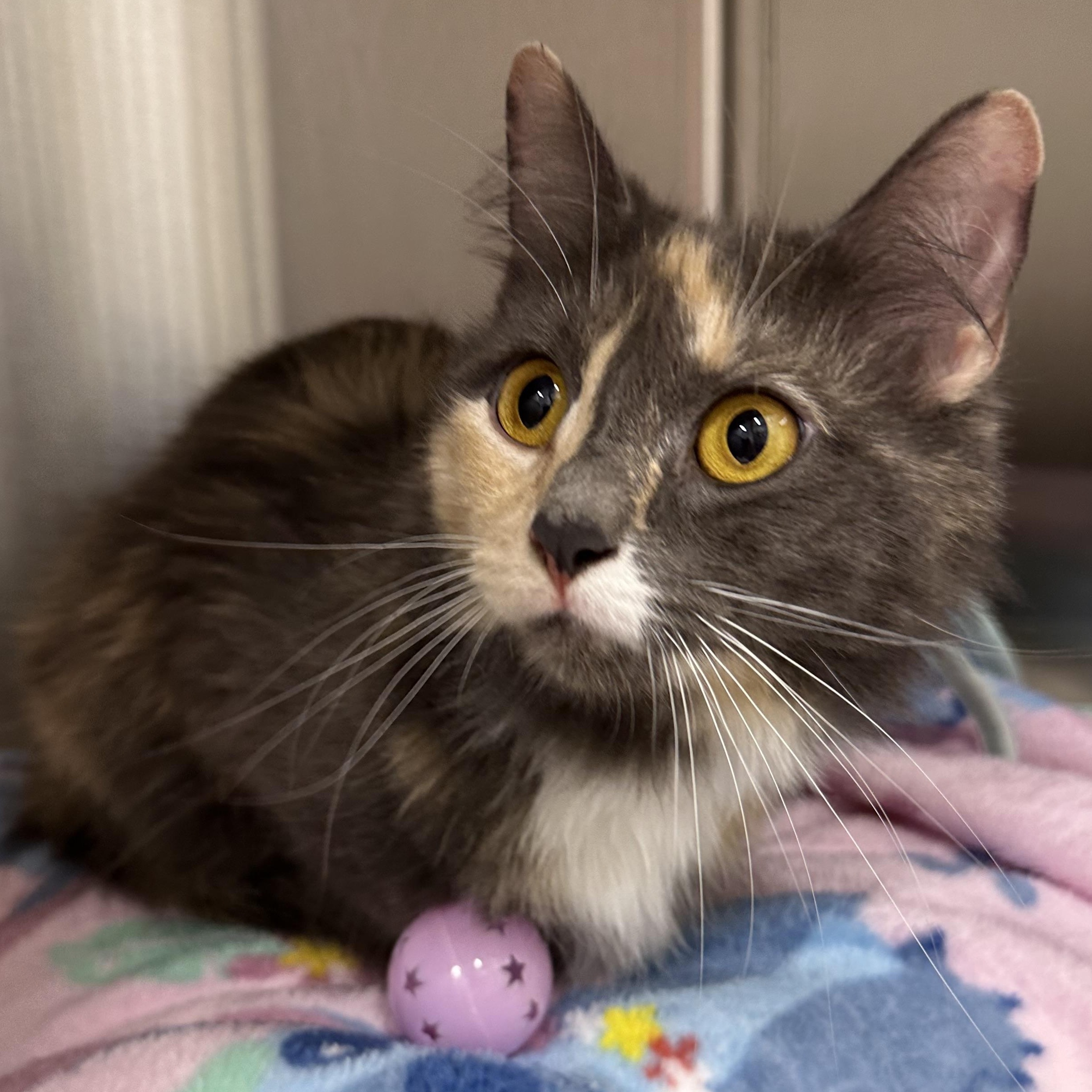 Sky, Cloud, Rain & Sunni, a ADOPTABLE Domestic Medium Hair in Clifton, NJ image 1/6