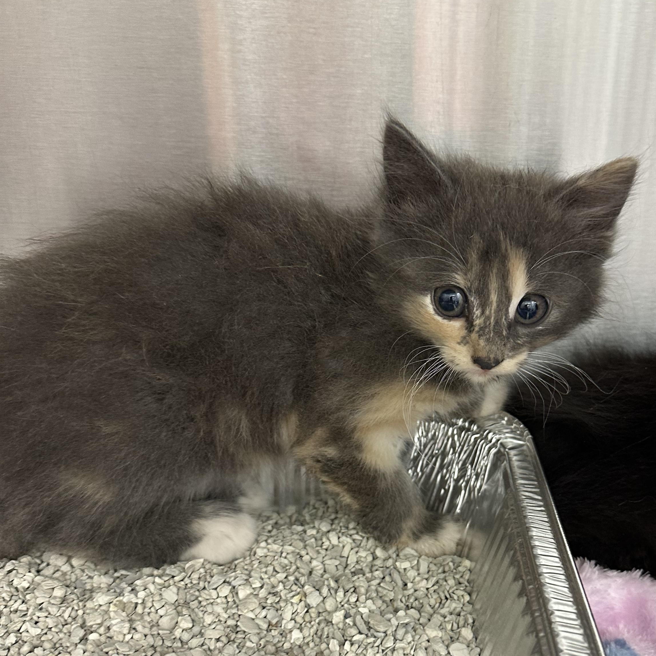 Sky, Cloud, Rain & Sunni, a ADOPTABLE Domestic Medium Hair in Clifton, NJ image 5/6