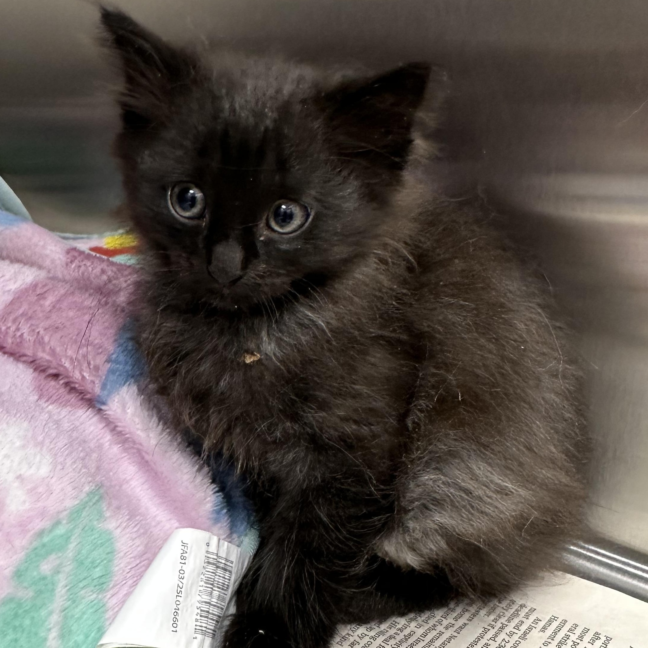 Sky, Cloud, Rain & Sunni, a ADOPTABLE Domestic Medium Hair in Clifton, NJ image 3/6