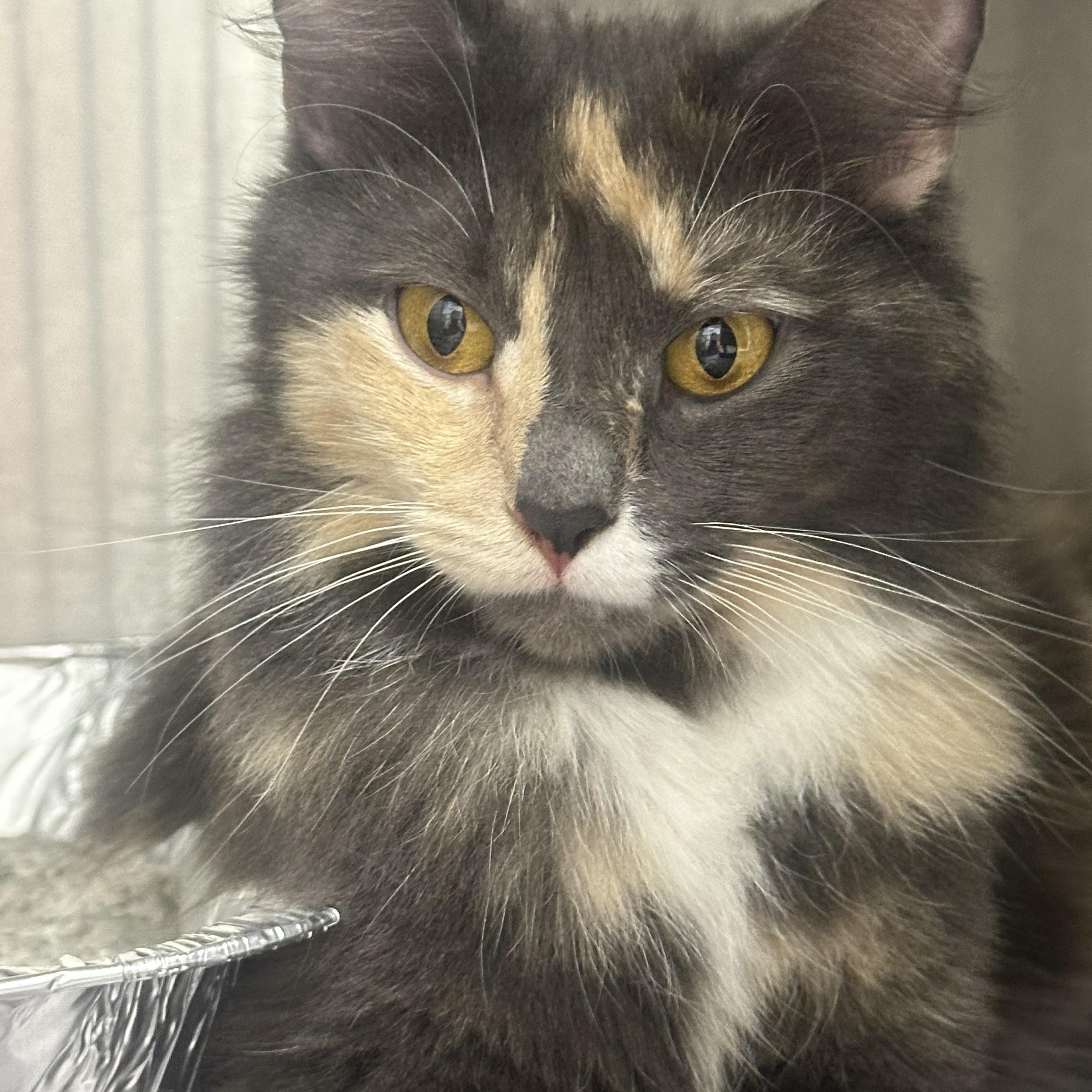 Sky, Cloud, Rain & Sunni, a ADOPTABLE Domestic Medium Hair in Clifton, NJ image 4/6