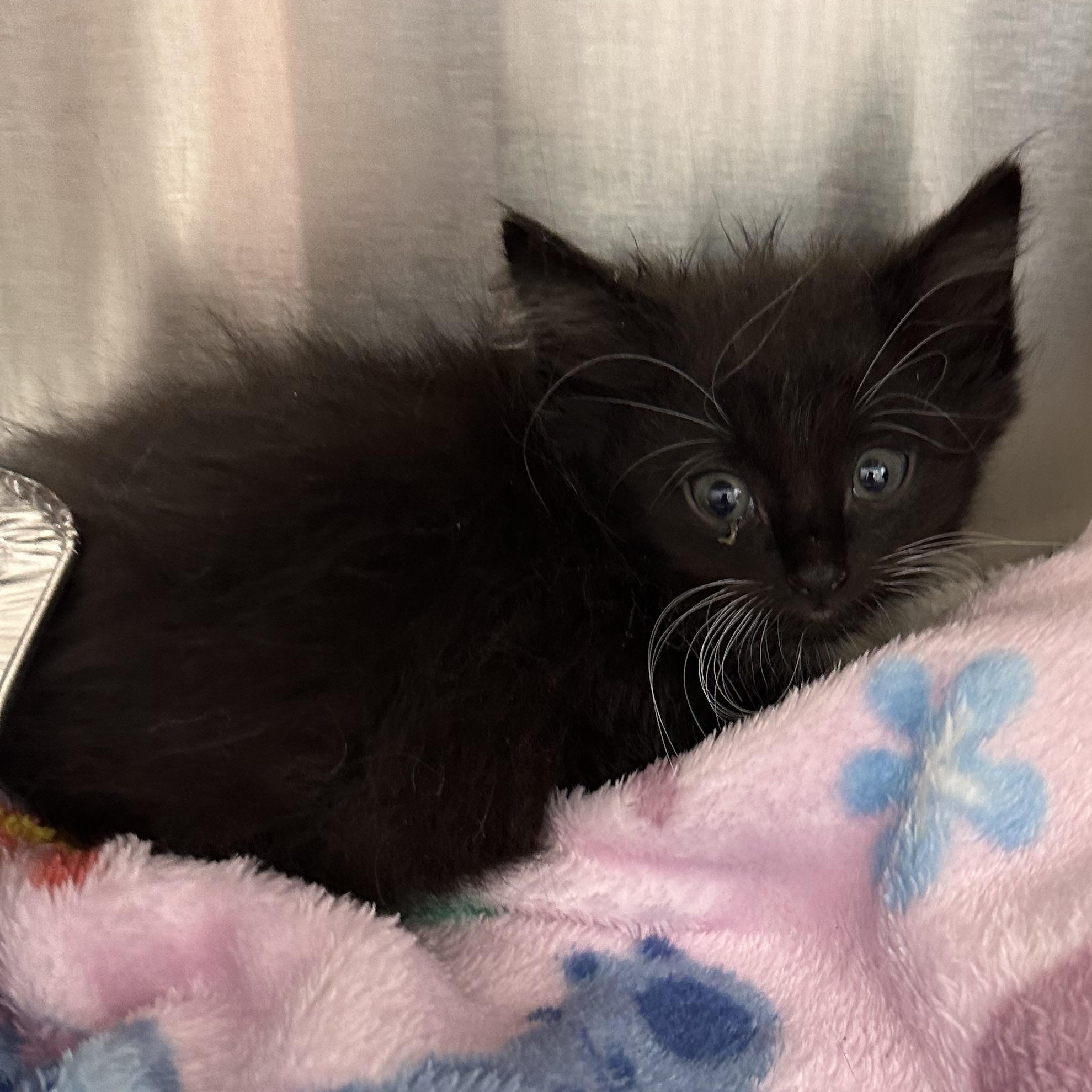 Sky, Cloud, Rain & Sunni, a ADOPTABLE Domestic Medium Hair in Clifton, NJ image 6/6