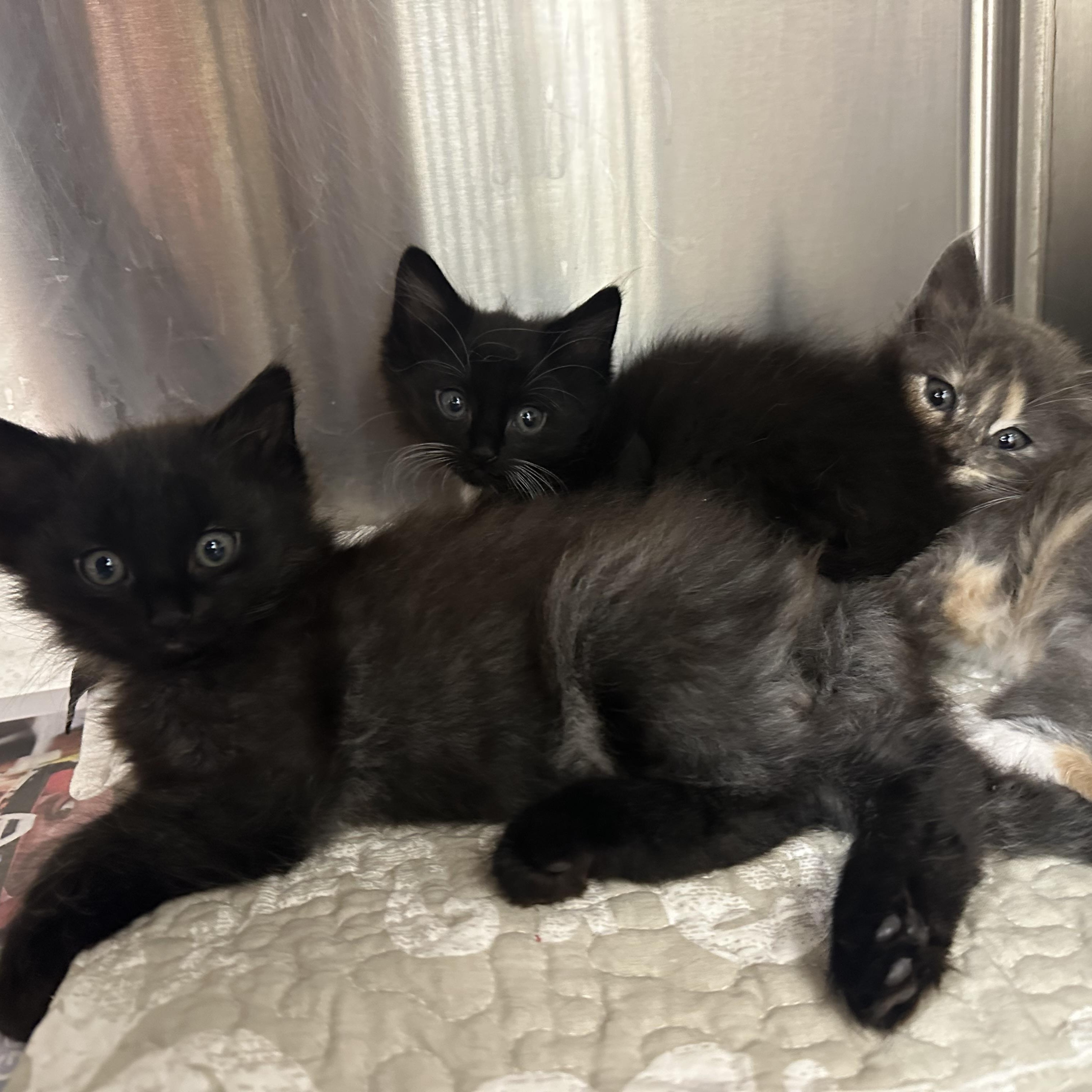 Sky, Cloud, Rain & Sunni, a ADOPTABLE Domestic Medium Hair in Clifton, NJ image 2/6