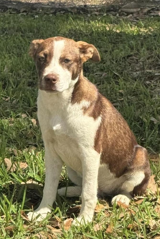 Enlarge Holly, a Adoptable mixed breed in Syracuse, NY image 1/6