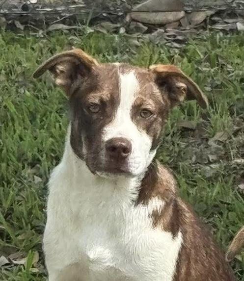 Enlarge Holly, a Adoptable mixed breed in Syracuse, NY image 2/6