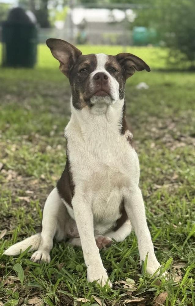 Enlarge Holly, a Adoptable mixed breed in Syracuse, NY image 3/6