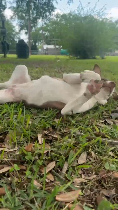 Enlarge Holly, a Adoptable mixed breed in Syracuse, NY video 4/6