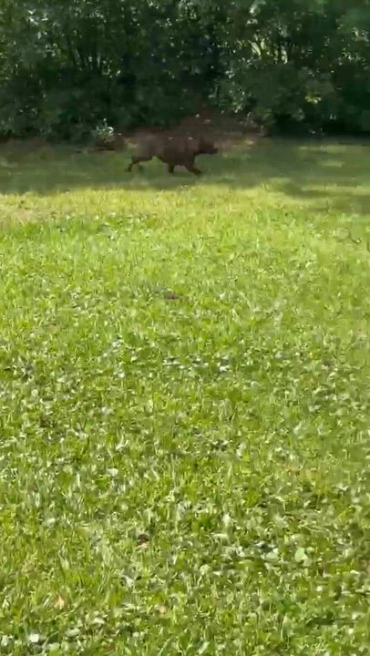 Enlarge Holly, a Adoptable mixed breed in Syracuse, NY video 5/6