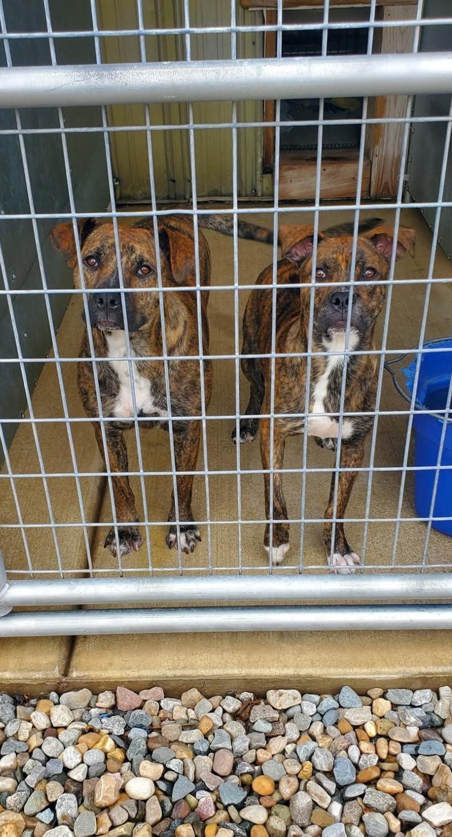 Enlarge Sabel & Sully, a Adoptable mixed breed in Attica, IN image 1/3