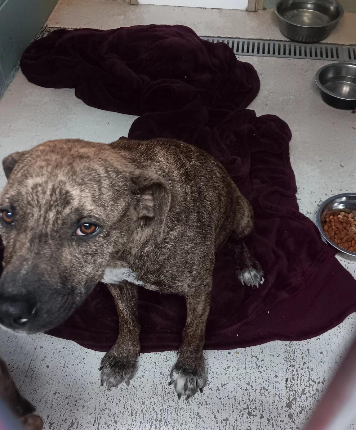 Enlarge Sabel & Sully, a Adoptable mixed breed in Attica, IN image 2/3