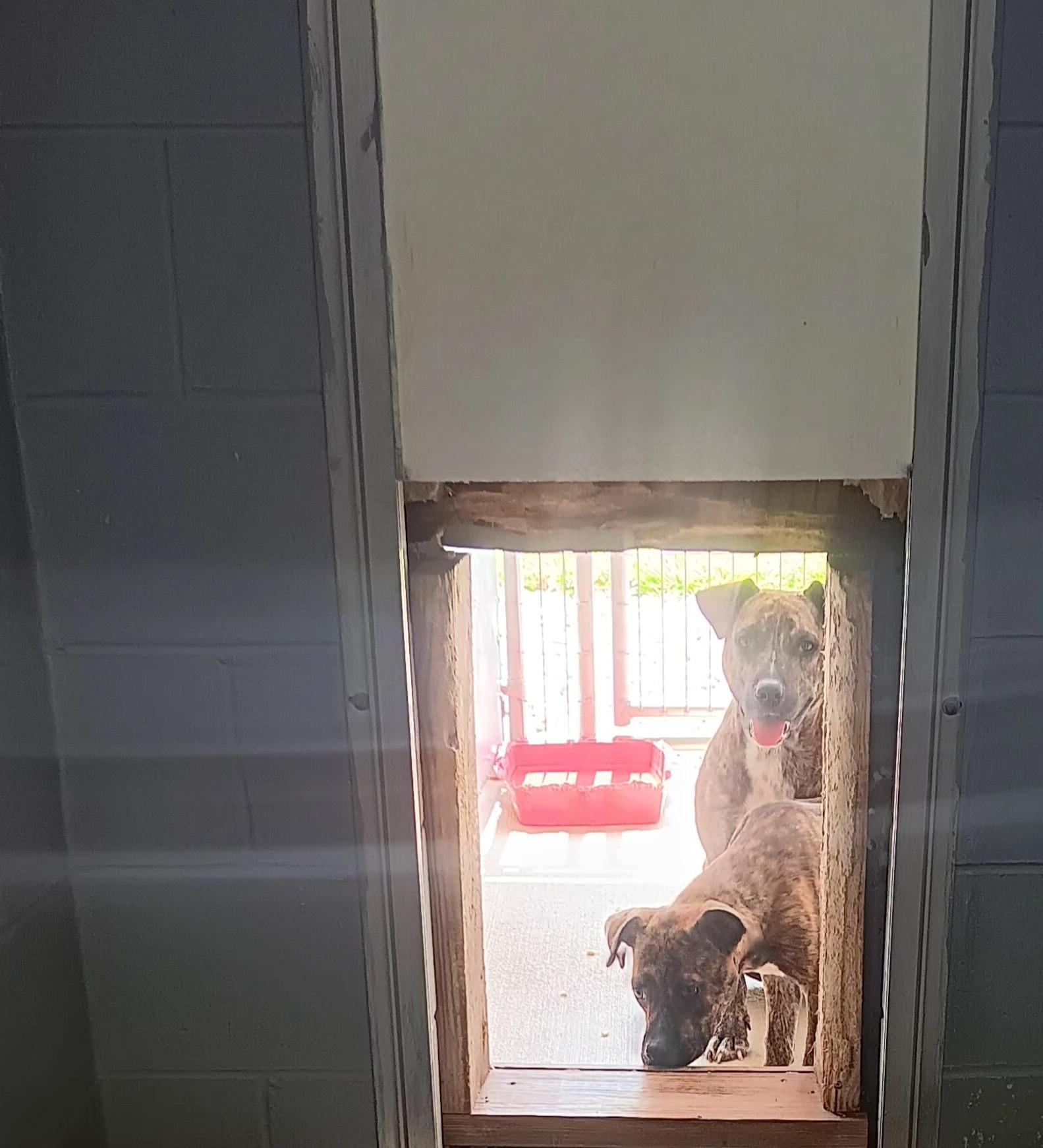 Enlarge Sabel & Sully, a Adoptable mixed breed in Attica, IN image 3/3