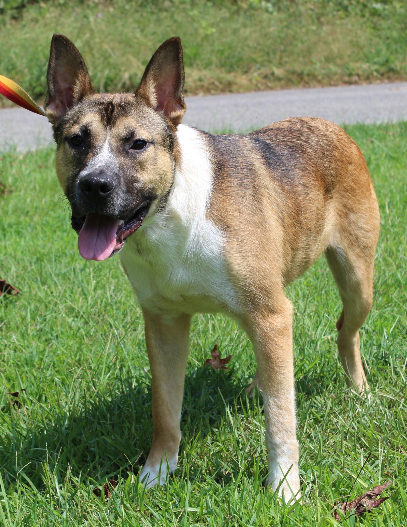Enlarge Reeses 42286, a Adoptable mixed breed in Prattville, AL image 1/3