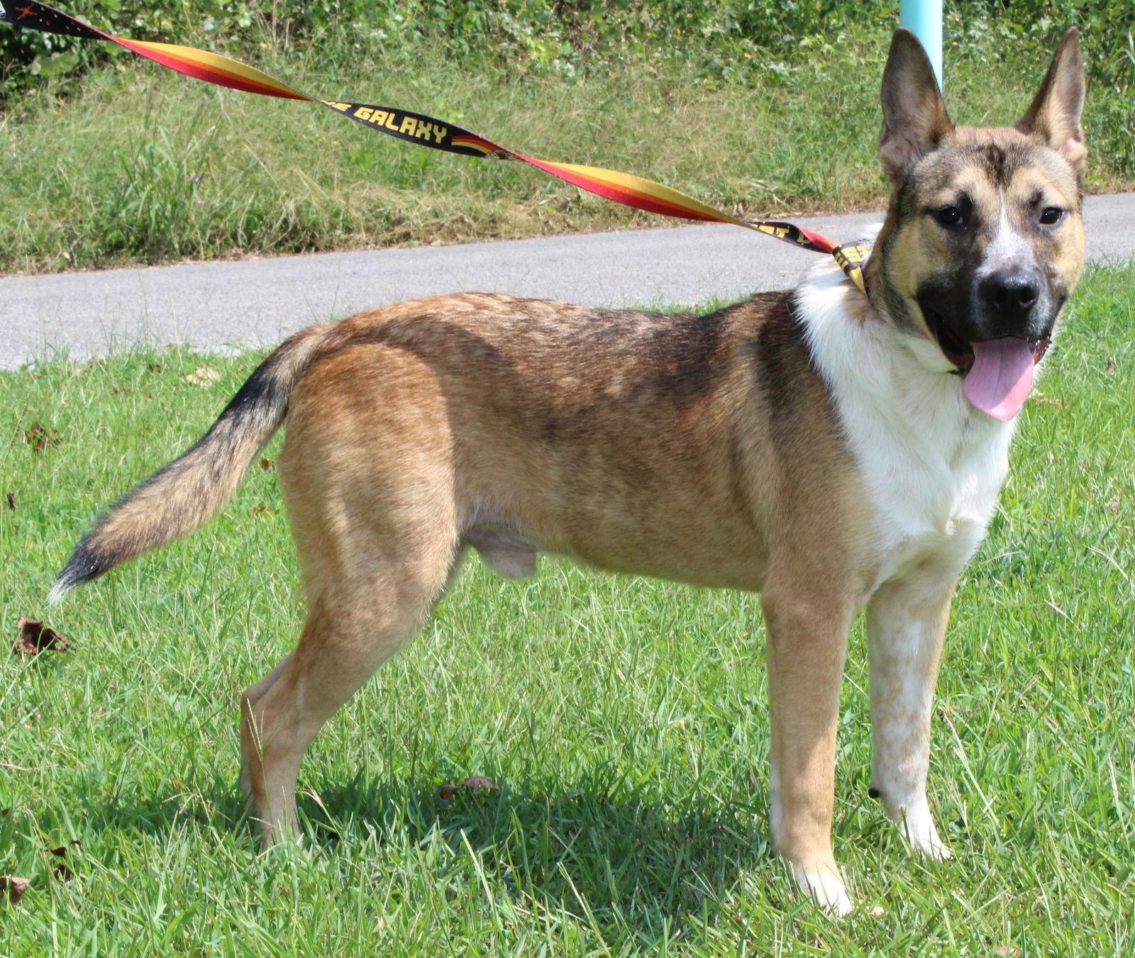Enlarge Reeses 42286, a Adoptable mixed breed in Prattville, AL image 2/3