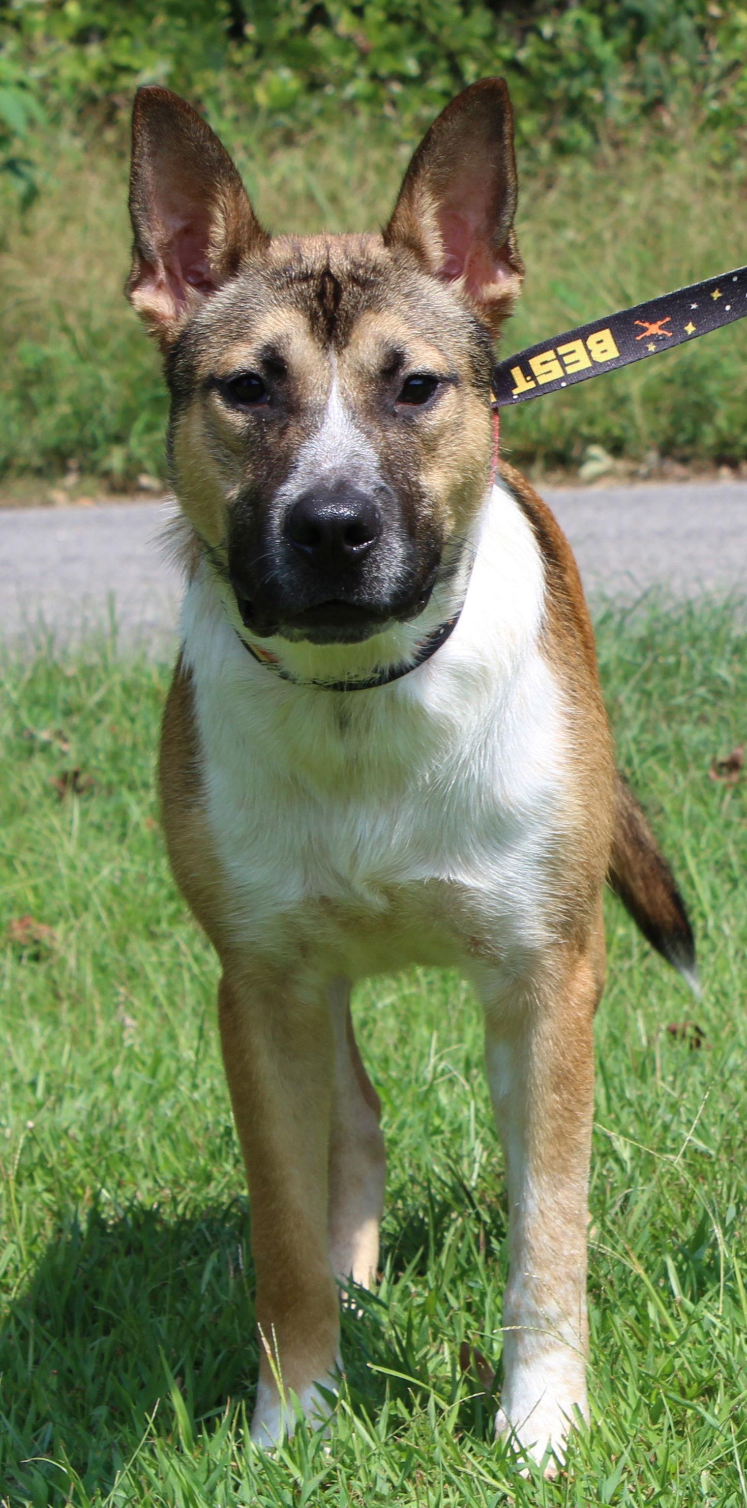 Enlarge Reeses 42286, a Adoptable mixed breed in Prattville, AL image 3/3