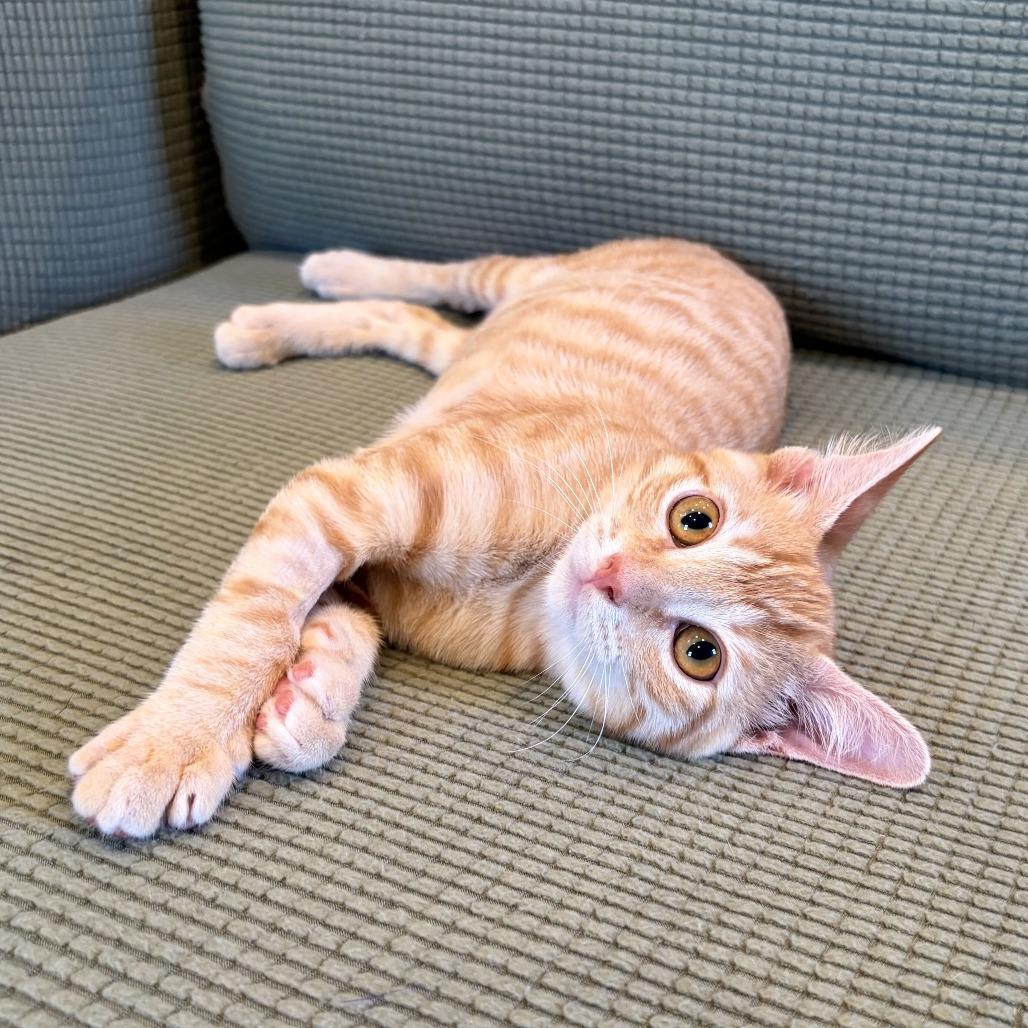 Enlarge E.Coli, a Adoptable Domestic Short Hair in Costa Mesa, CA image 1/6