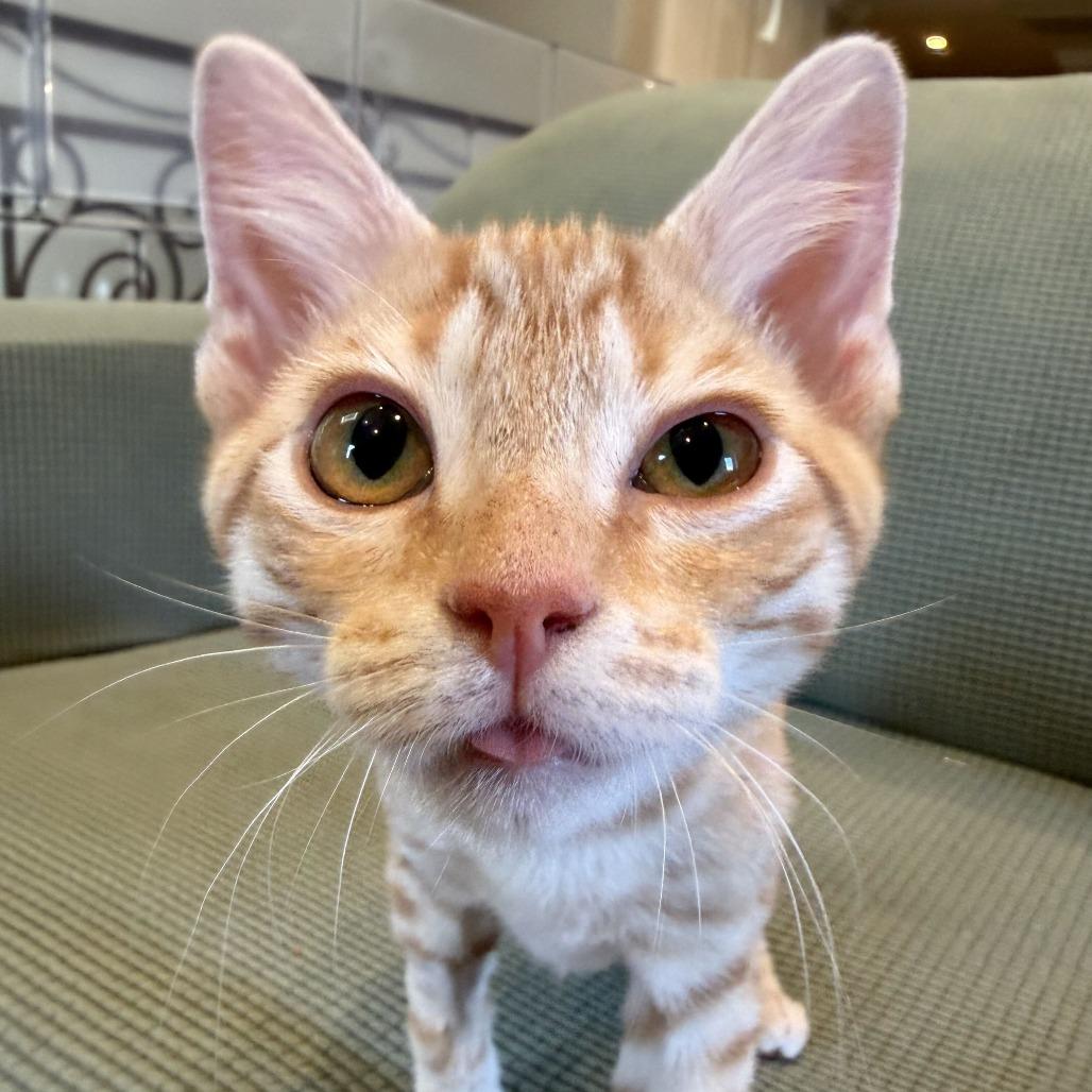 Enlarge E.Coli, a Adoptable Domestic Short Hair in Costa Mesa, CA image 2/6
