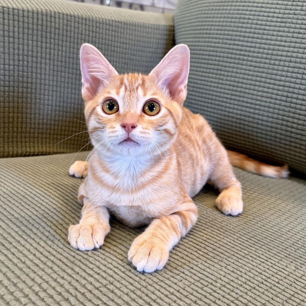 Enlarge E.Coli, a Adoptable Domestic Short Hair in Costa Mesa, CA image 3/6