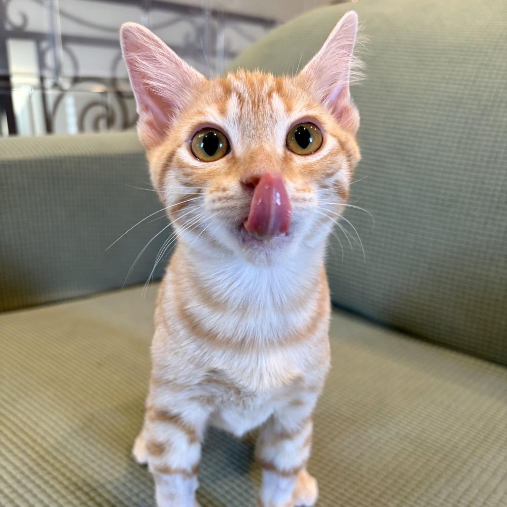 Enlarge E.Coli, a Adoptable Domestic Short Hair in Costa Mesa, CA image 4/6