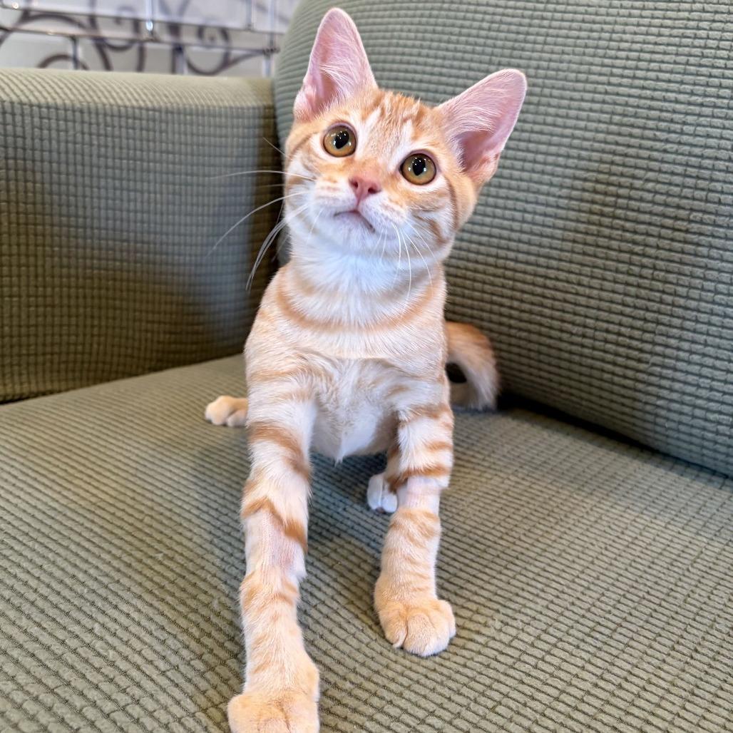 Enlarge E.Coli, a Adoptable Domestic Short Hair in Costa Mesa, CA image 5/6