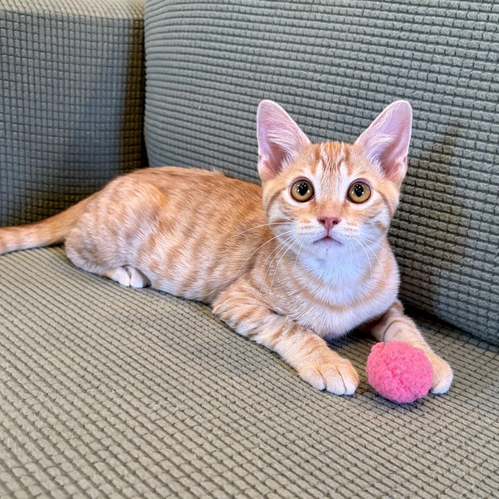 Enlarge E.Coli, a Adoptable Domestic Short Hair in Costa Mesa, CA image 6/6