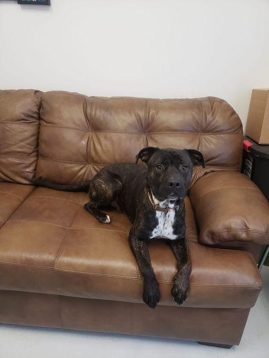 Ivan, Adoptable, Adult Male Pit Bull Terrier & Boxer.