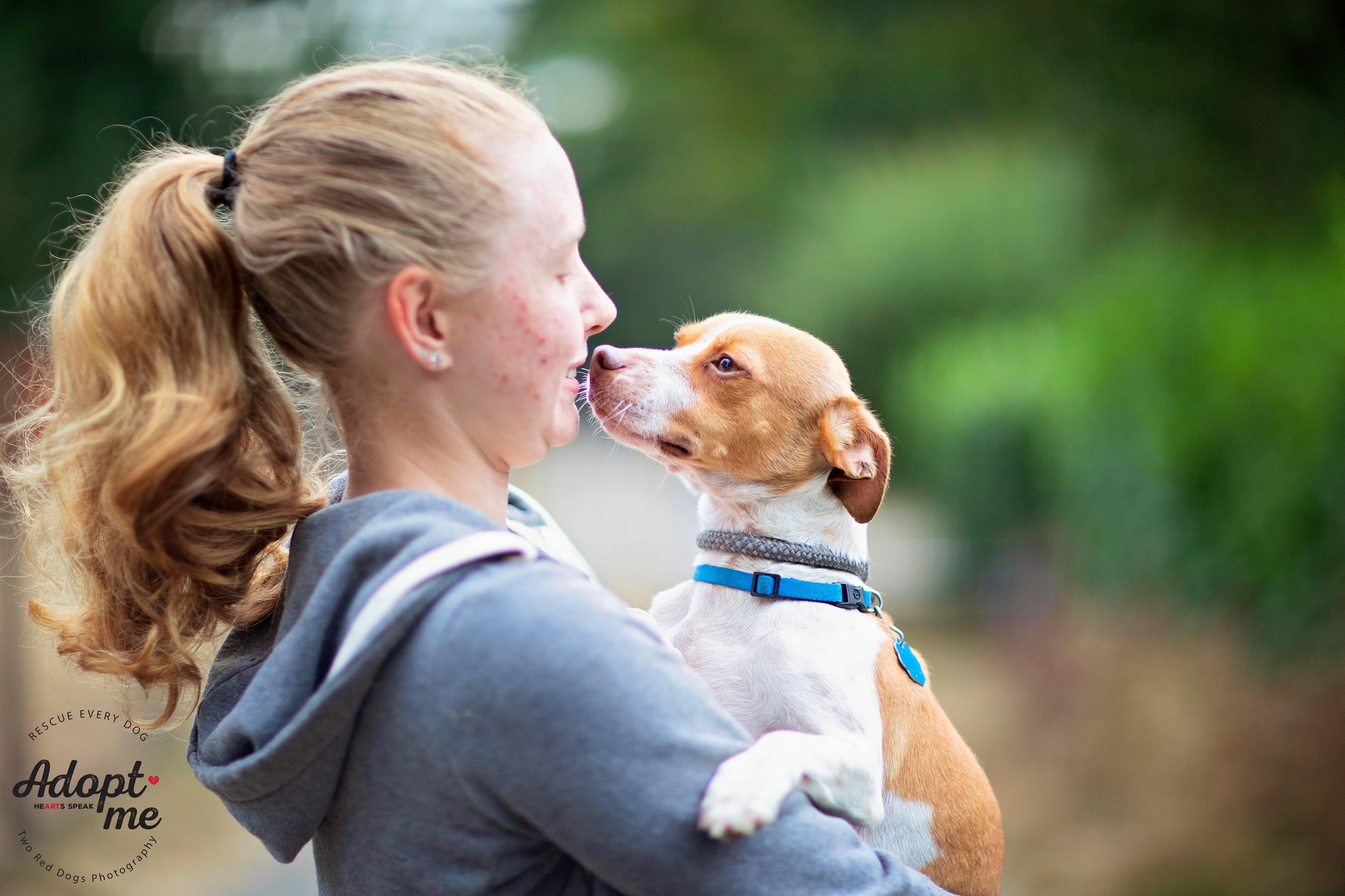 Bianca & Guero - Guero, Adoptable, Adult Male Terrier & Chihuahua.
