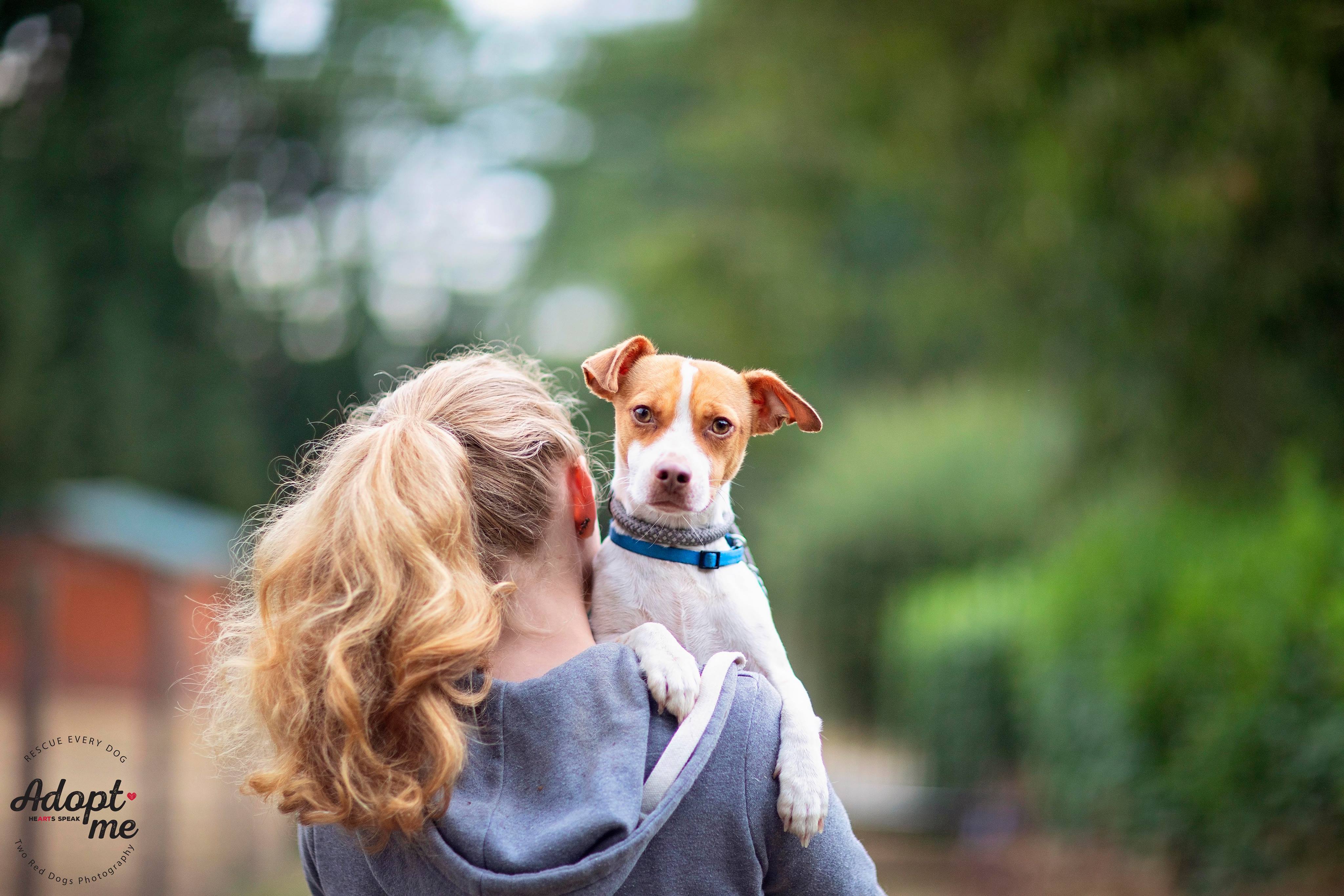 Bianca & Guero - Guero, a Adoptable mixed breed in Seattle, WA image 3/8