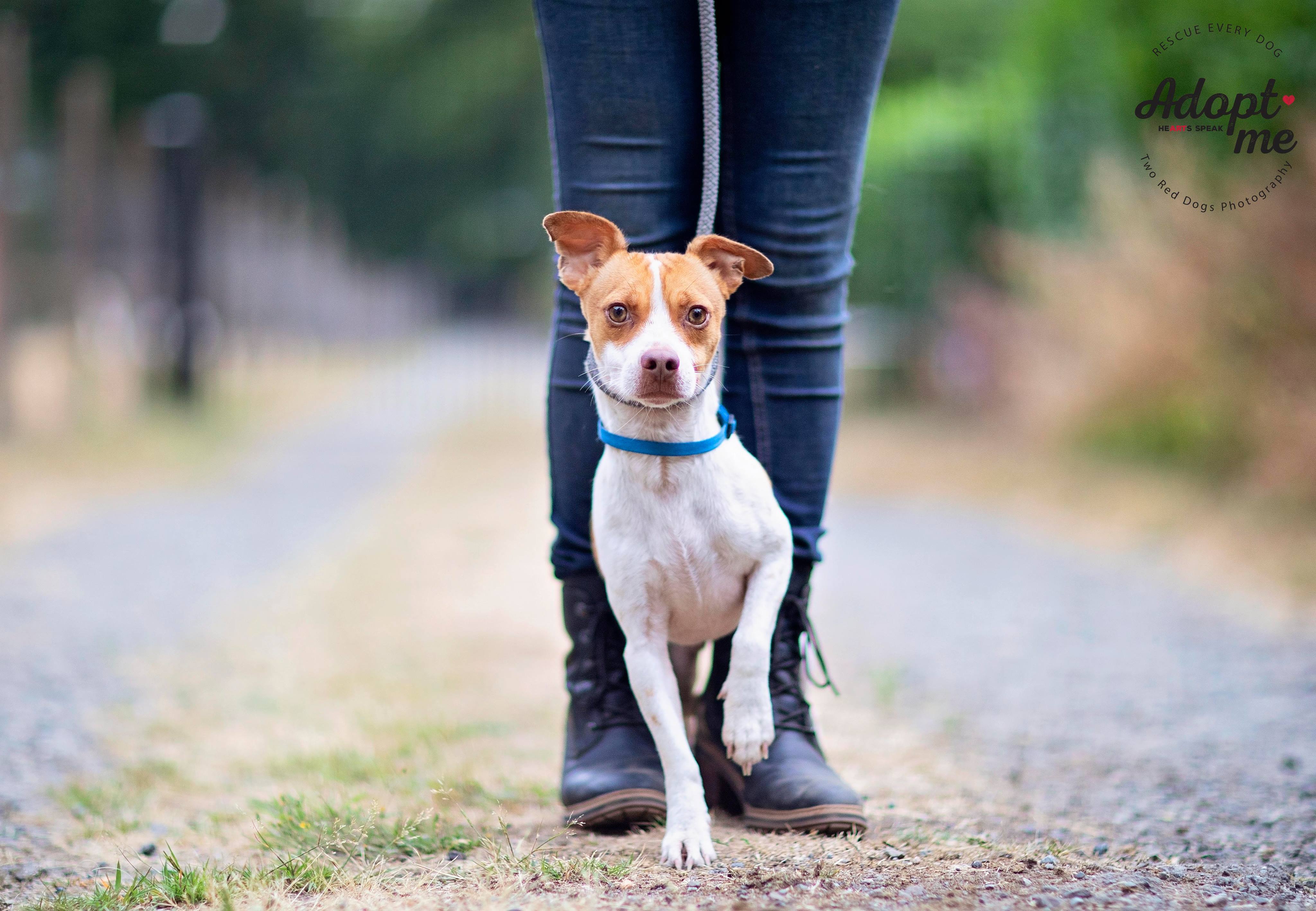 Bianca & Guero - Guero, Adoptable, Adult Male Terrier & Chihuahua.