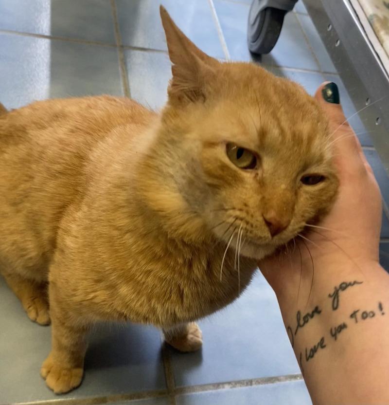 Duck, Adoptable, Adult Male Domestic Short Hair.