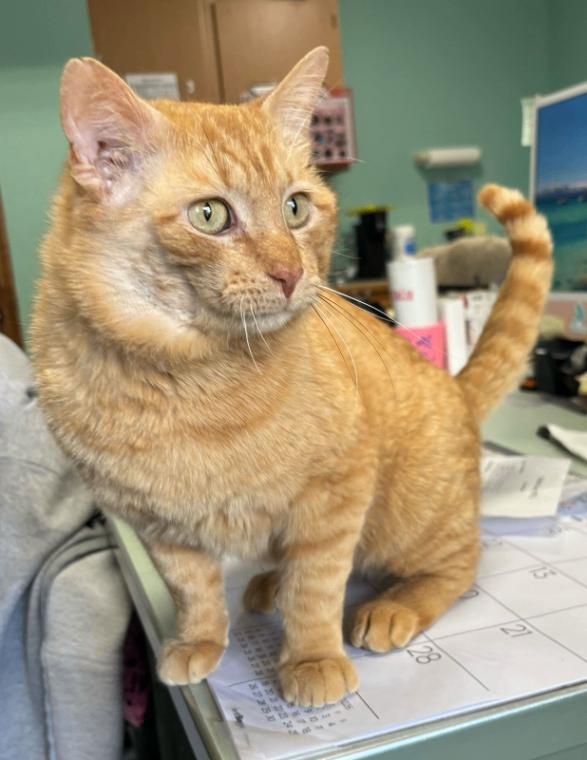 Enlarge Duck, a Adoptable Domestic Short Hair in Cortland, NY image 3/6