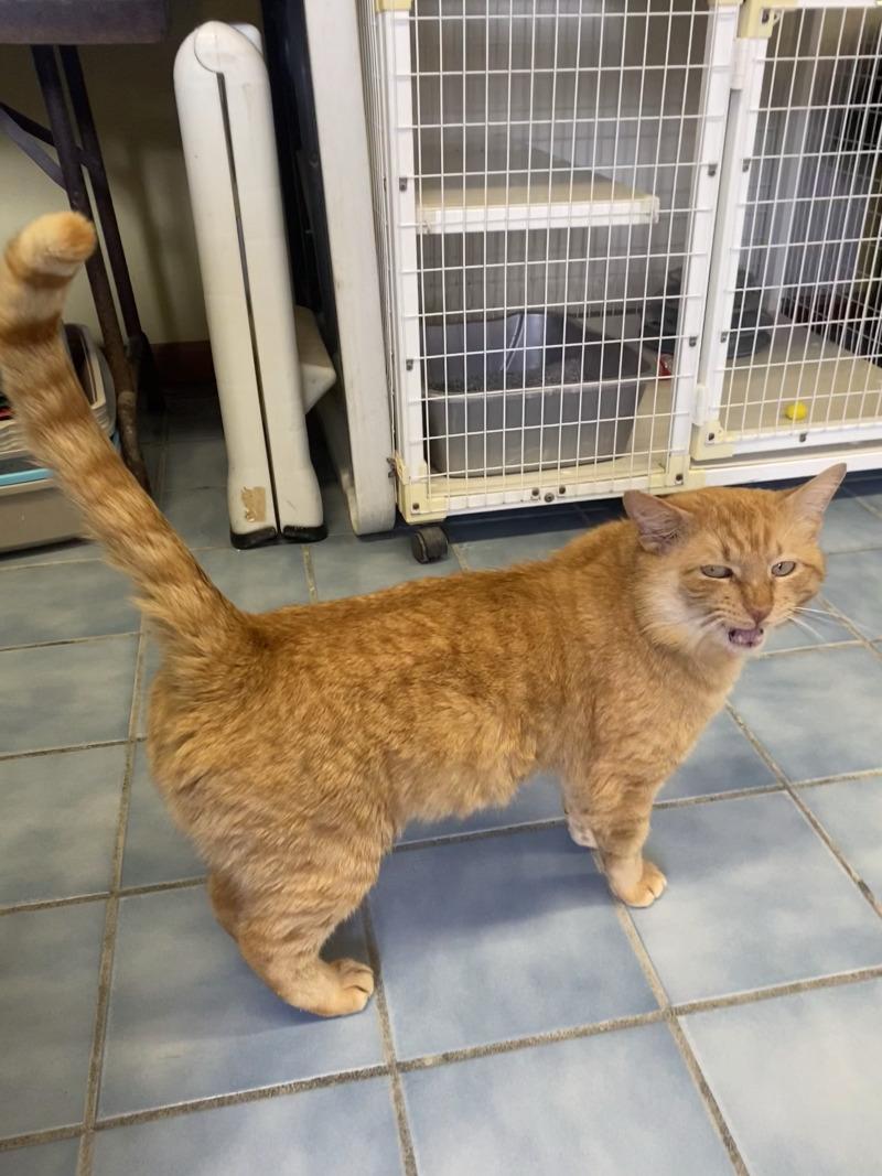 Enlarge Duck, a Adoptable Domestic Short Hair in Cortland, NY image 5/6