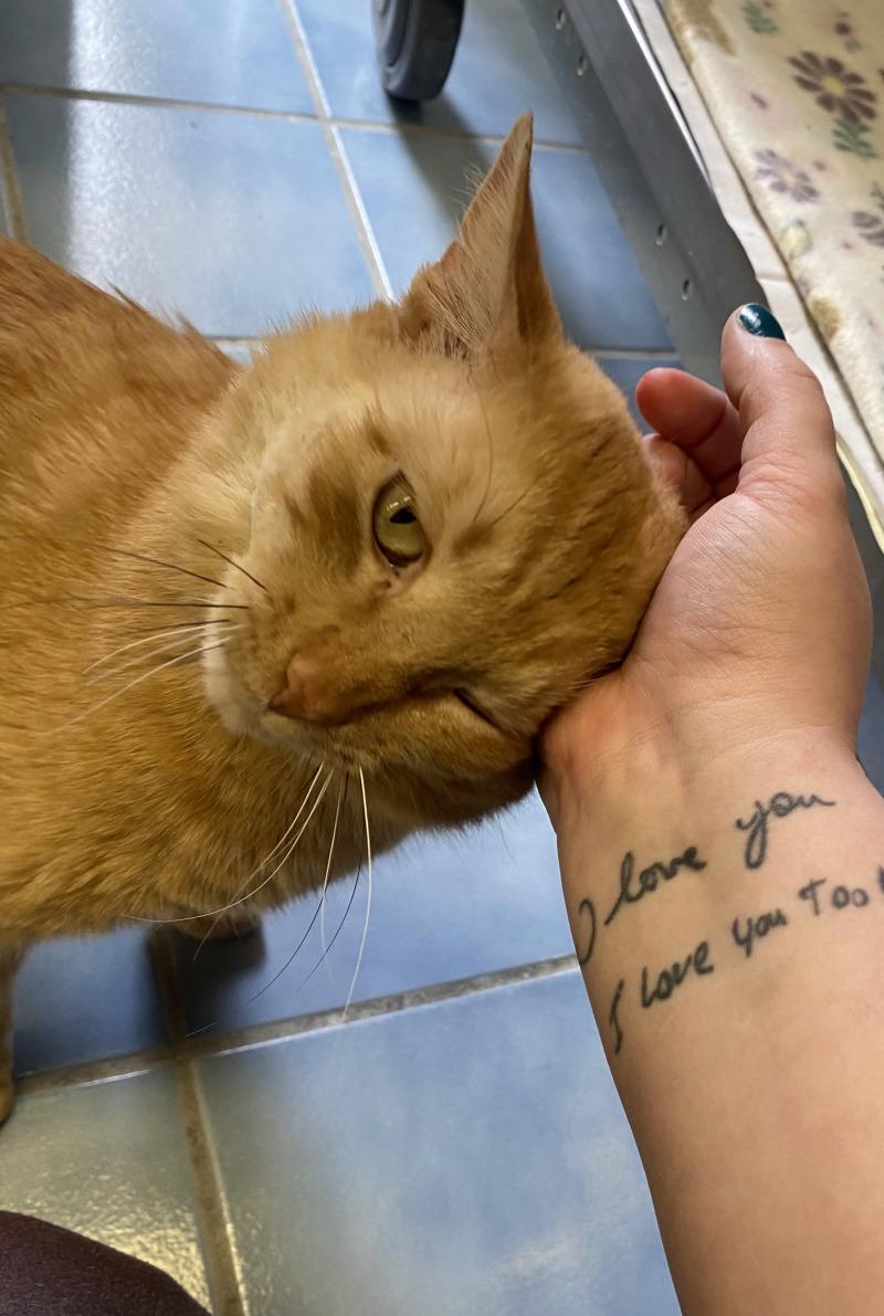 Enlarge Duck, a Adoptable Domestic Short Hair in Cortland, NY image 6/6