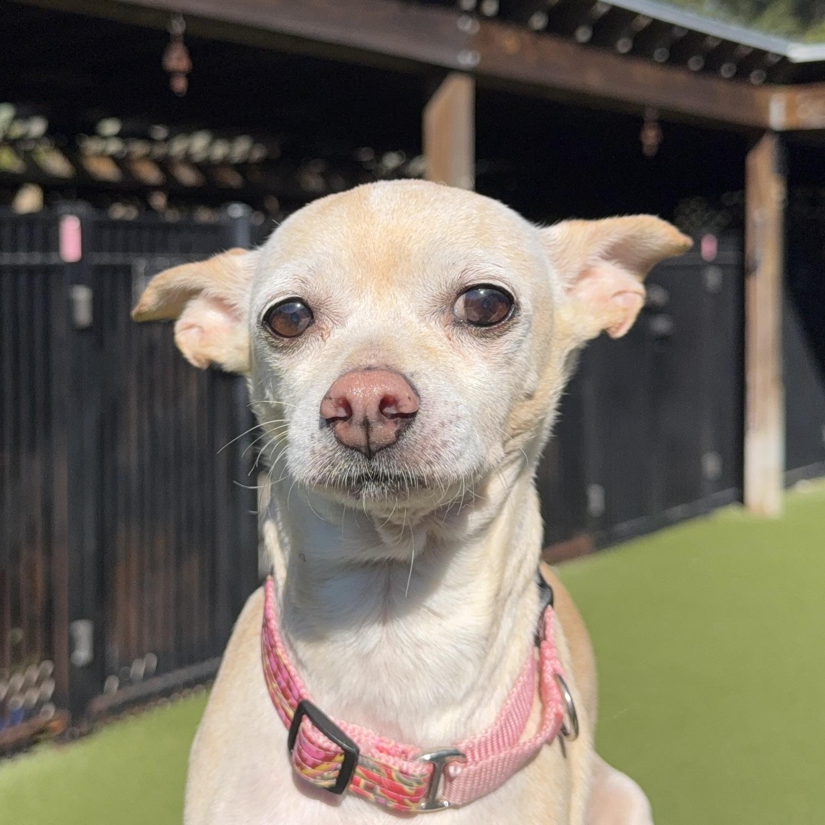 Enlarge TINY, an adoptable mixed breed in Ridgeland, SC image 1/1