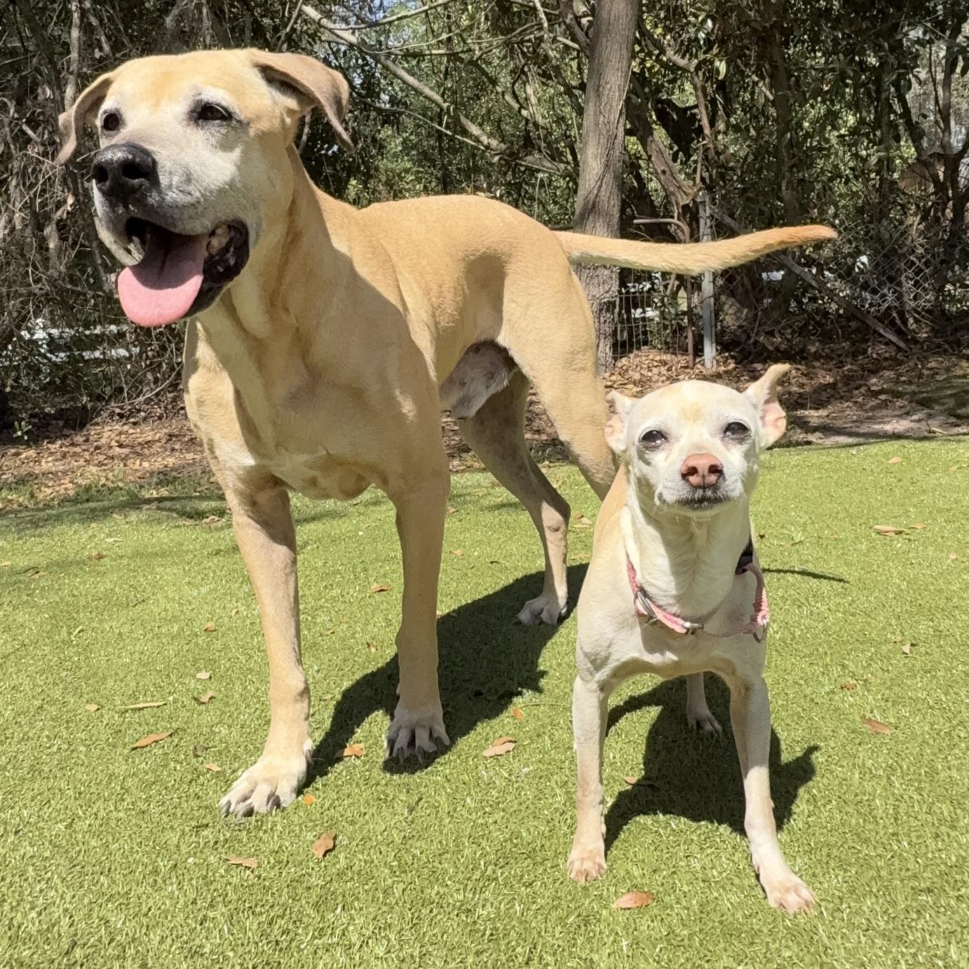 Enlarge TINY, an adopted mixed breed in Ridgeland, SC image 4/6