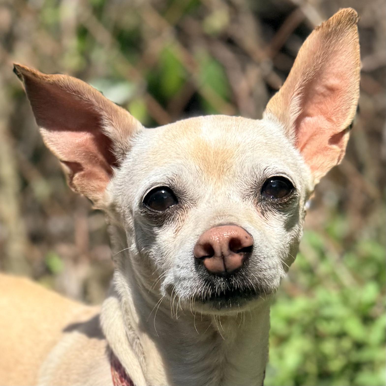 Enlarge TINY, an adopted mixed breed in Ridgeland, SC image 1/6