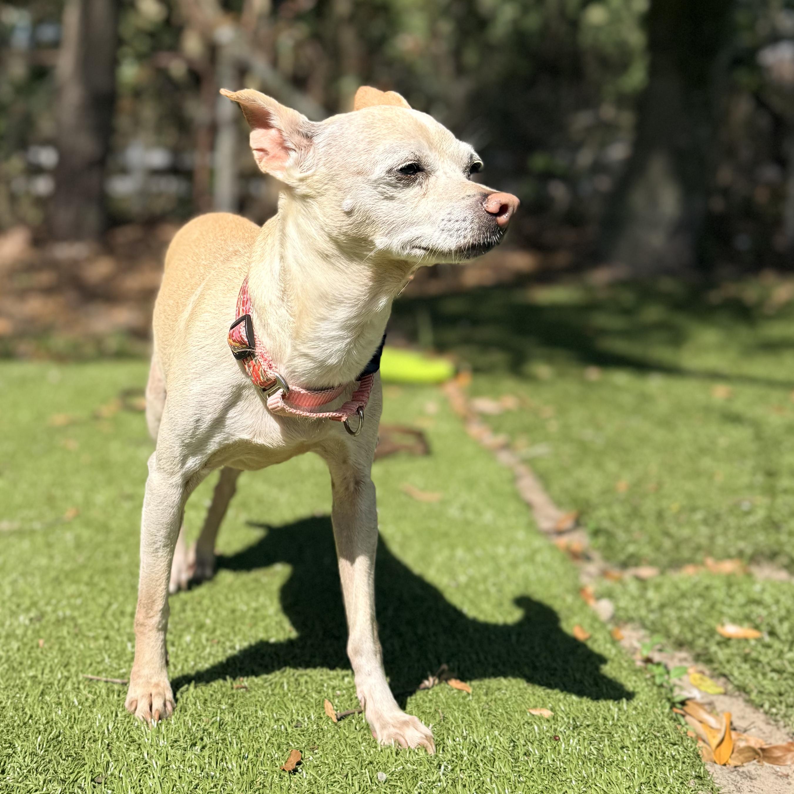 Enlarge TINY, an adopted mixed breed in Ridgeland, SC image 5/6