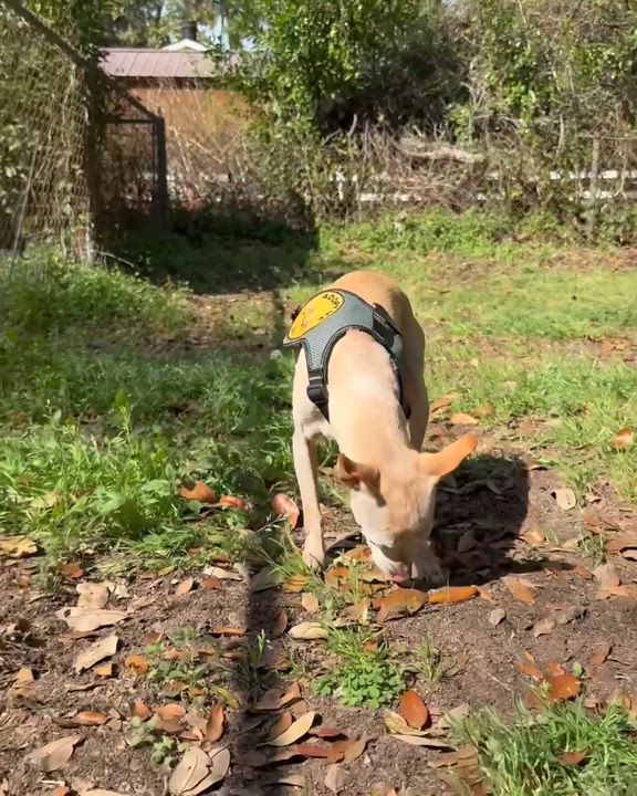 Enlarge TINY, an adopted mixed breed in Ridgeland, SC video 6/6