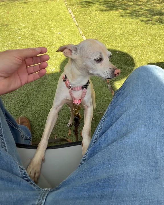 Enlarge TINY, an adopted mixed breed in Ridgeland, SC video 2/6