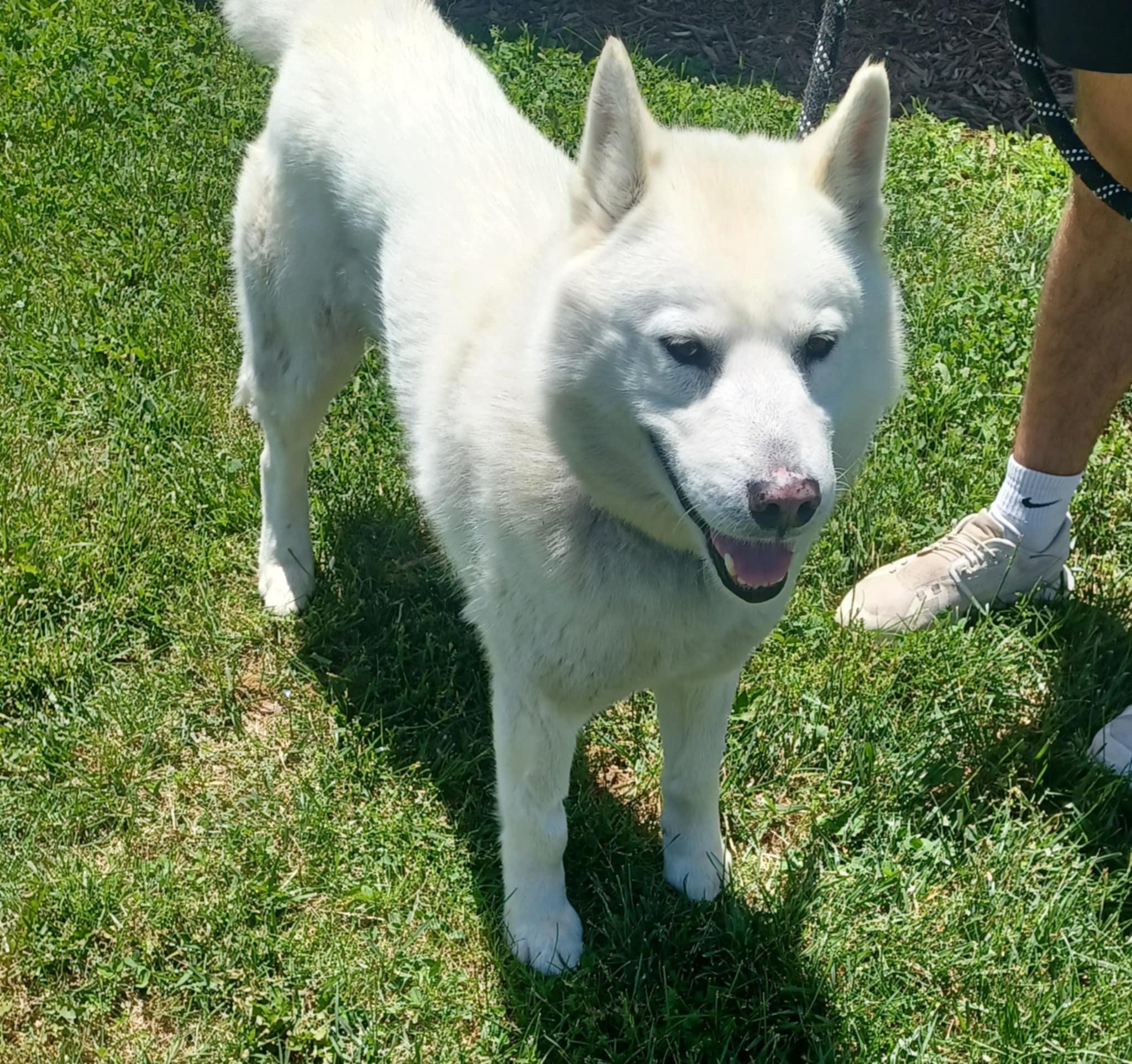 Snowy *ADOPTION FEE SPONSORED*