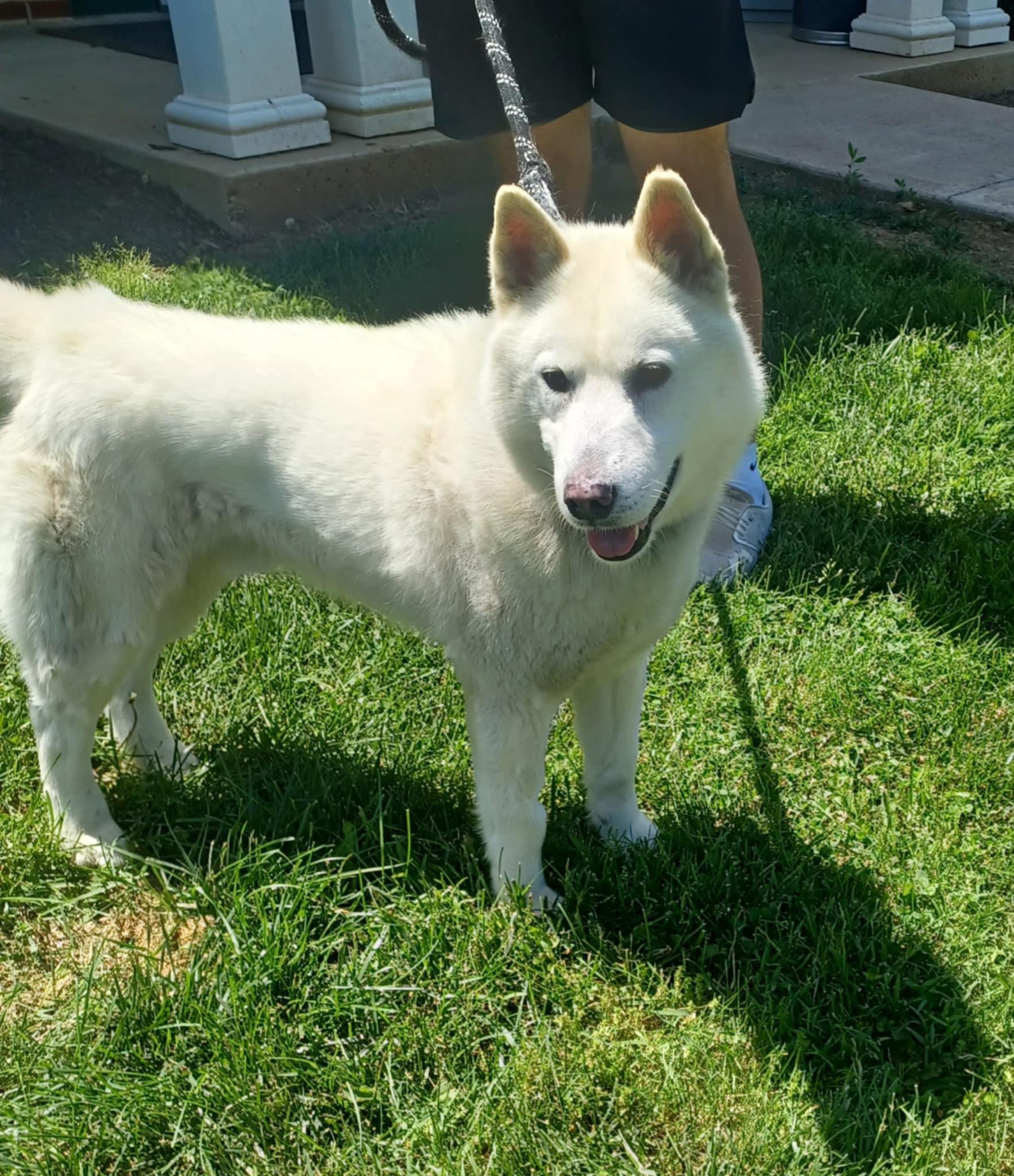 Snowy *ADOPTION FEE SPONSORED*