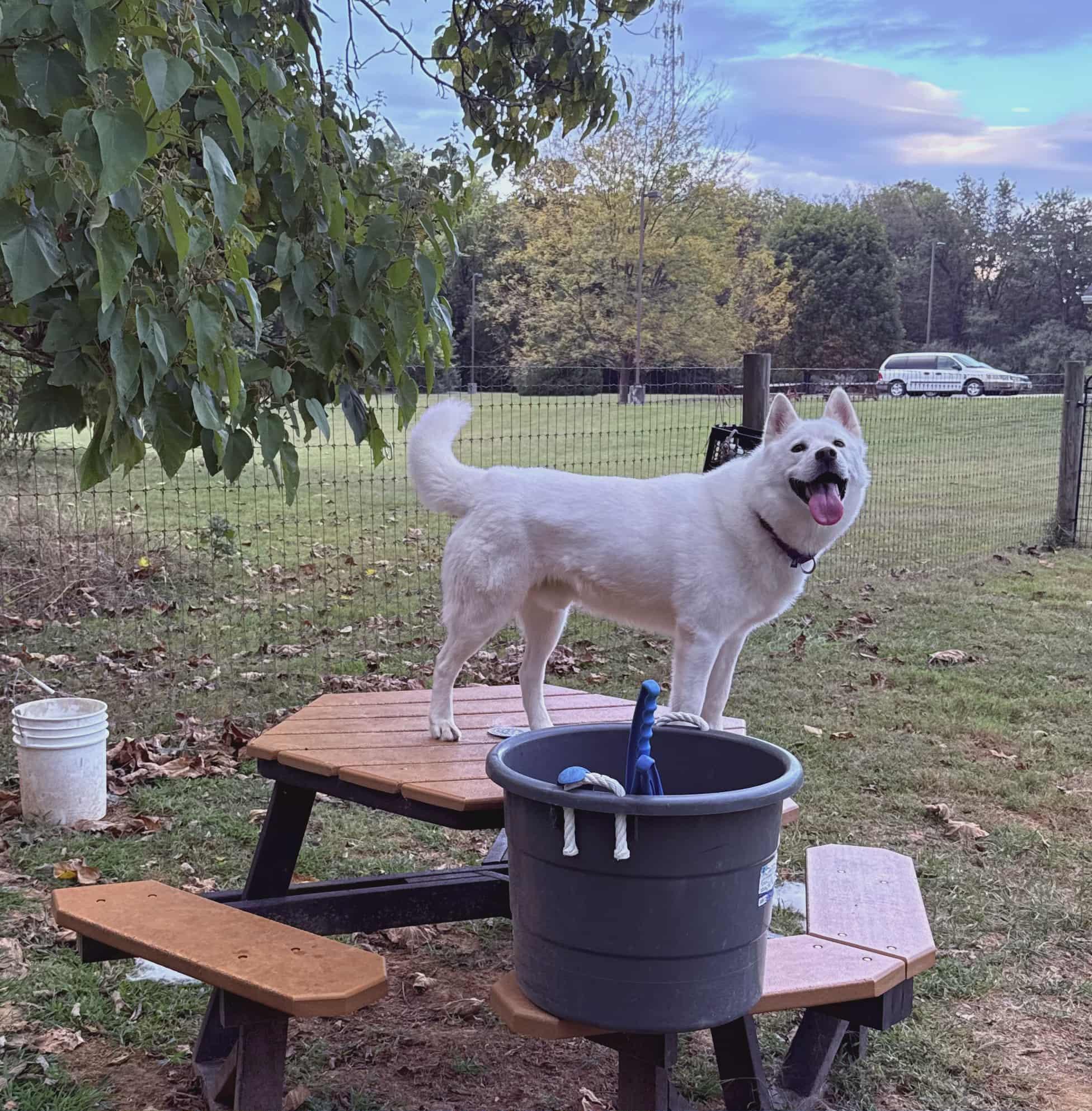 Snowy *ADOPTION FEE SPONSORED*