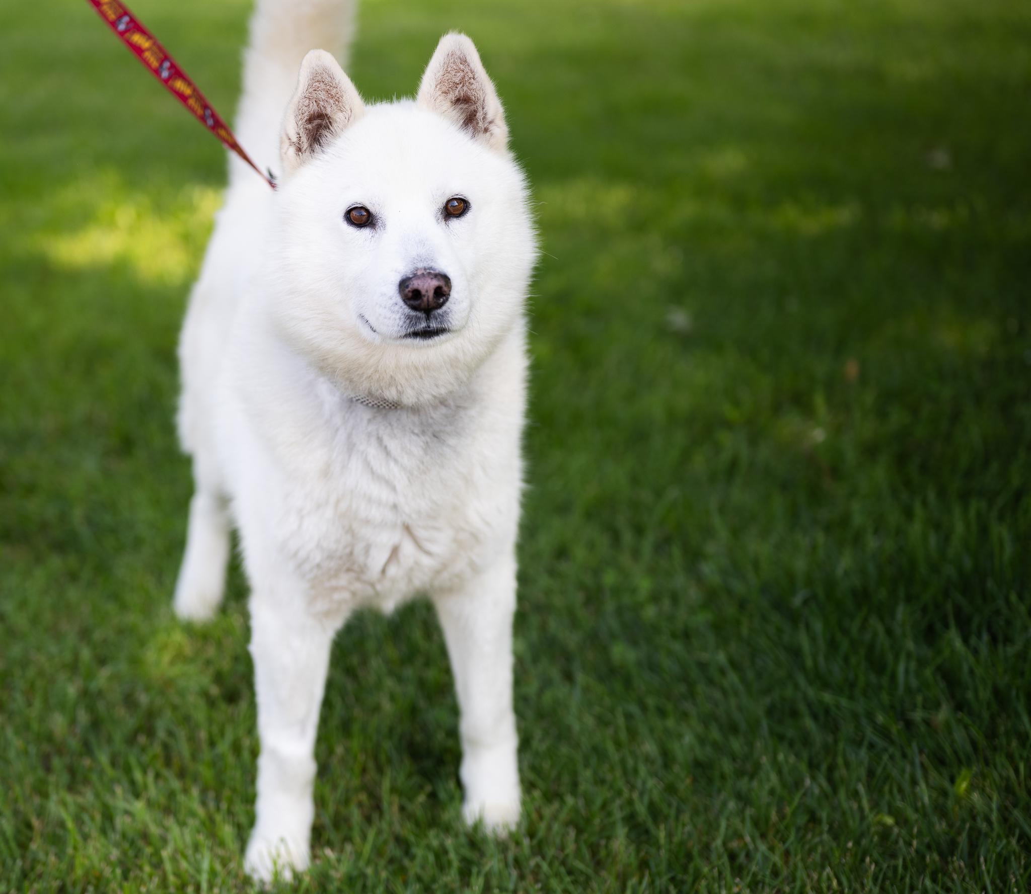 Snowy *ADOPTION FEE SPONSORED*, Adoptable, Adult Male Husky.