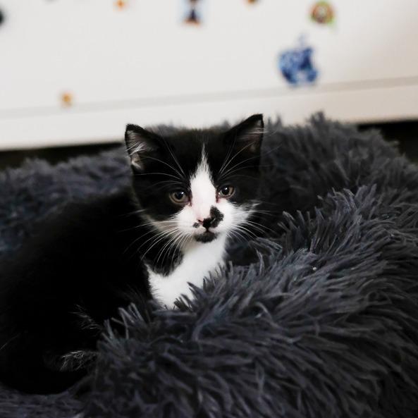 Carl Dean, Adoptable, Kitten Male Domestic Short Hair.